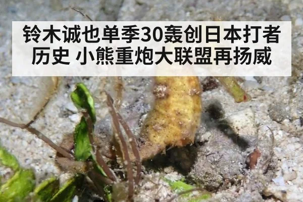 铃木诚也单季30轰创日本打者历史 小熊重炮大联盟再扬威